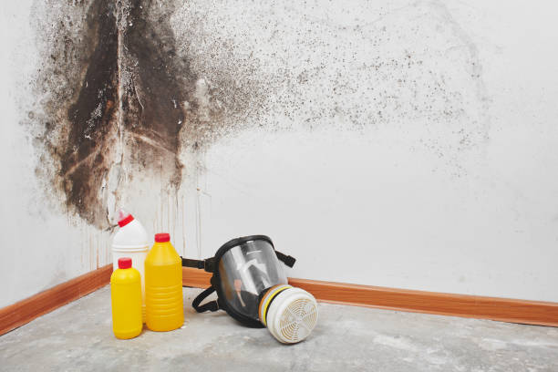 Best Fast Mold Removal  in Harper, KS