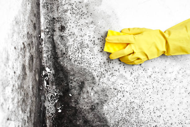 Best Mold Testing  in Harper, KS