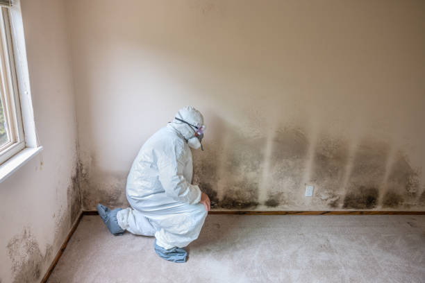 Best Commercial Mold Removal  in Harper, KS