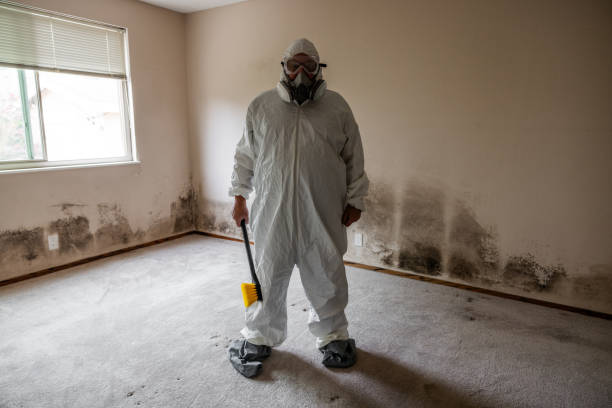 Best Mold Damage Repair  in Harper, KS