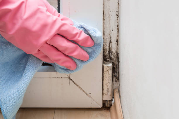 Best Black Mold Removal  in Harper, KS